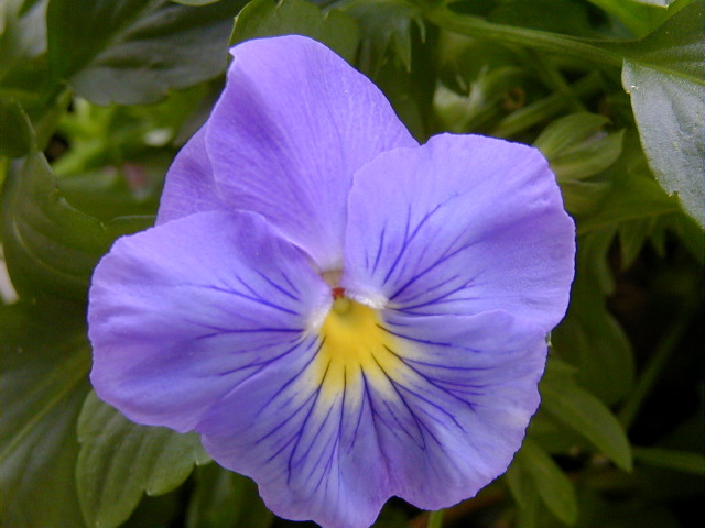 P6290102
