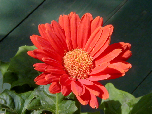 P6290089