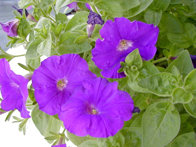 P6290099