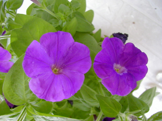 P6290098
