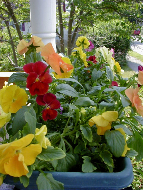 P6290094
