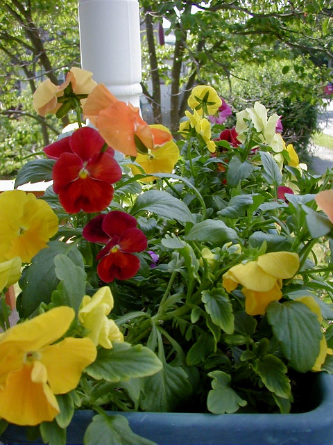 P6290095