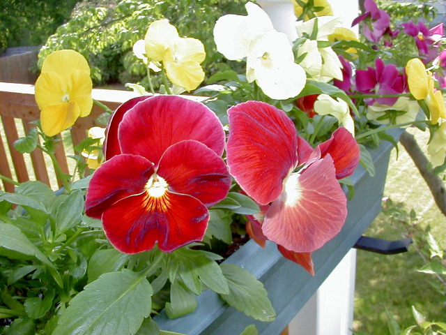P6290096