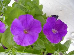 P6290098