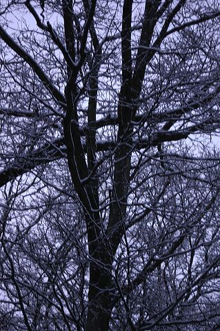 dsc_0003.jpg