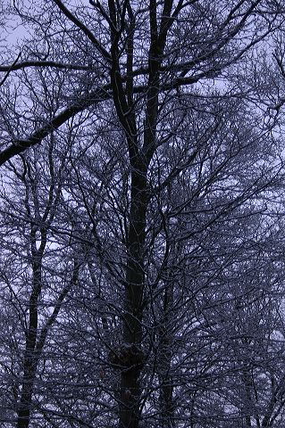 dsc_0005.jpg
