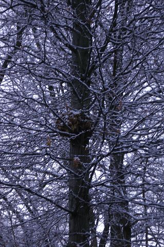 dsc_0012.jpg