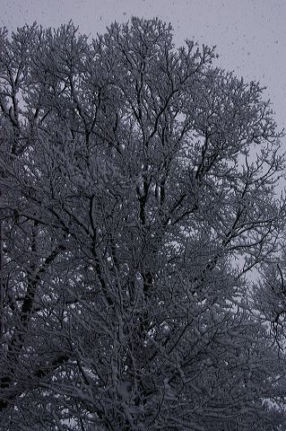 dsc_0029.jpg