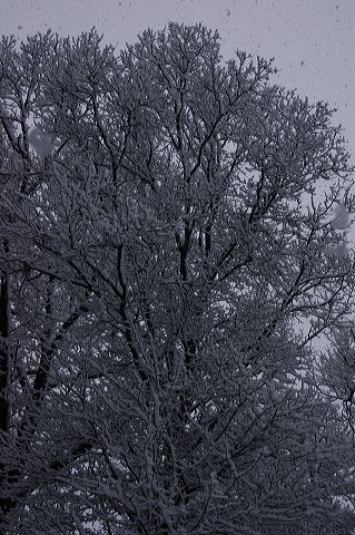 dsc_0030.jpg