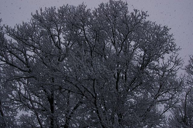 dsc_0035.jpg