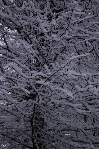dsc_0036.jpg