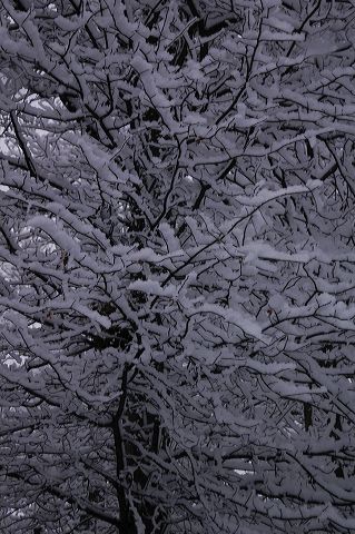 dsc_0037.jpg