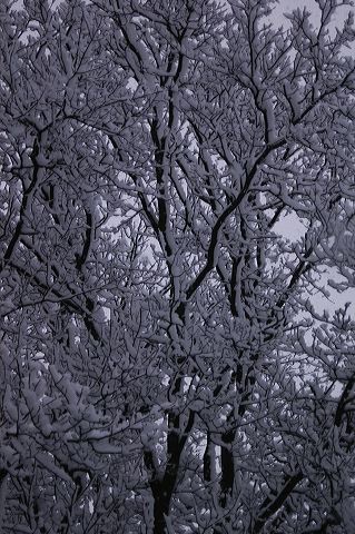 dsc_0038.jpg
