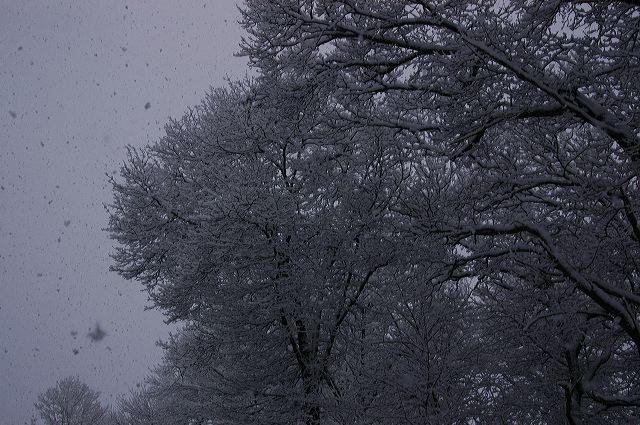 dsc_0040.jpg