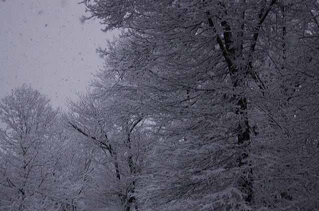 dsc_0041.jpg