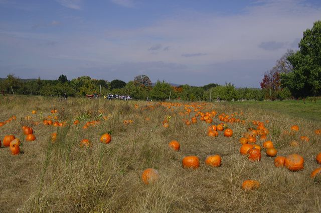 dsc_2449.jpg