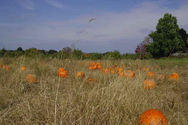 dsc_2451.jpg