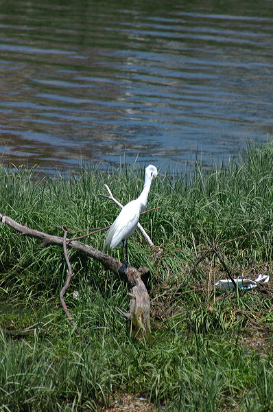 dsc_5263.jpg