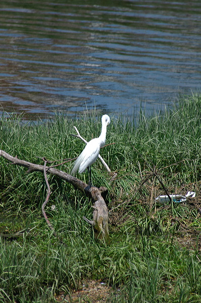 dsc_5264.jpg